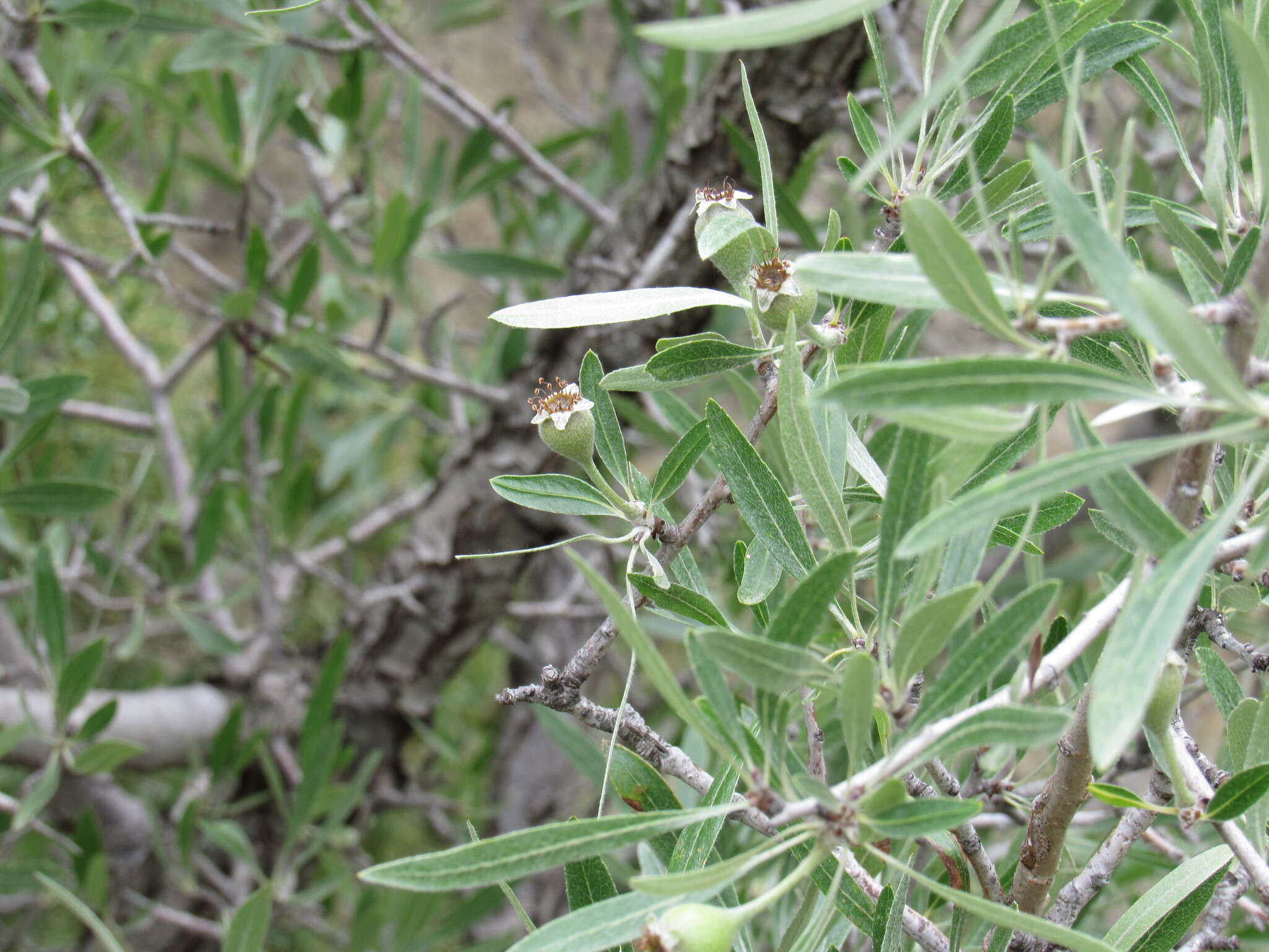 Plancia ëd Pyrus salicifolia Pall.