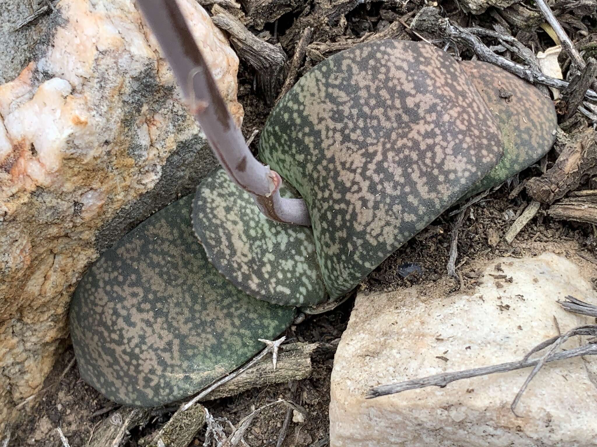 Image of Gasteria vlokii van Jaarsv.