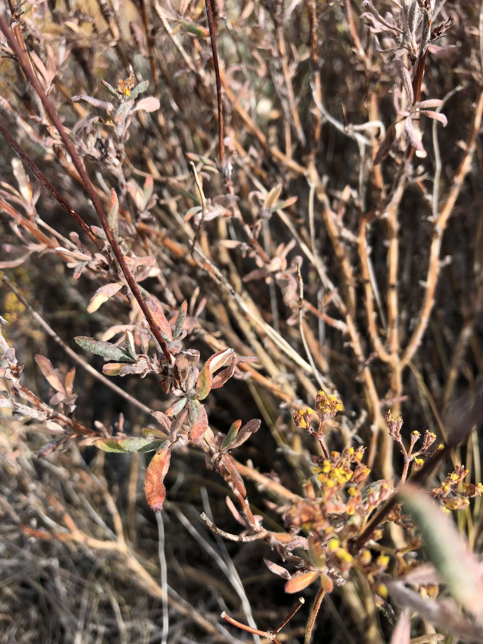 Imagem de Eriogonum microtheca var. ambiguum (M. E. Jones) Reveal