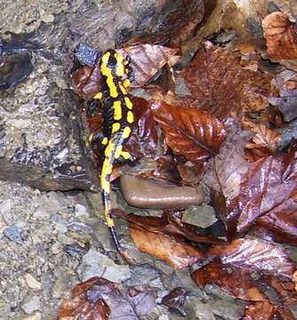 Image of Common Fire Salamander