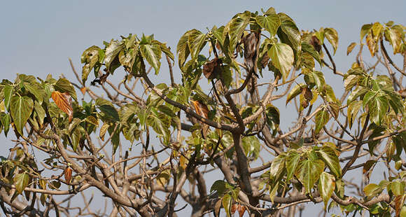 Image of Gyrocarpus americanus Jacq.