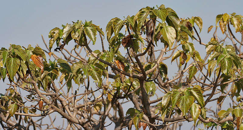 Image of Gyrocarpus americanus Jacq.