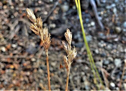 صورة Carex petasata Dewey