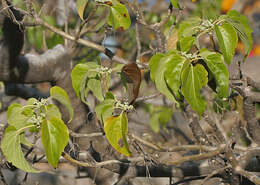 Image of Gyrocarpus americanus Jacq.