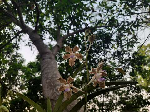 Plancia ëd Vanda tessellata (Roxb.) Hook. ex G. Don