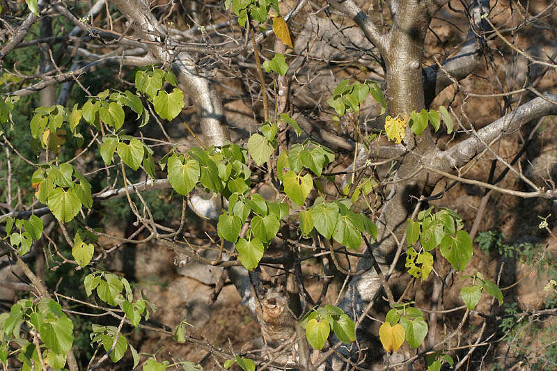 Image of Gyrocarpus americanus Jacq.