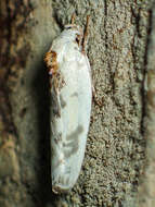 Image of Schlaeger's Fruitworm Moth