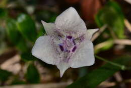 Image of Selway mariposa lily