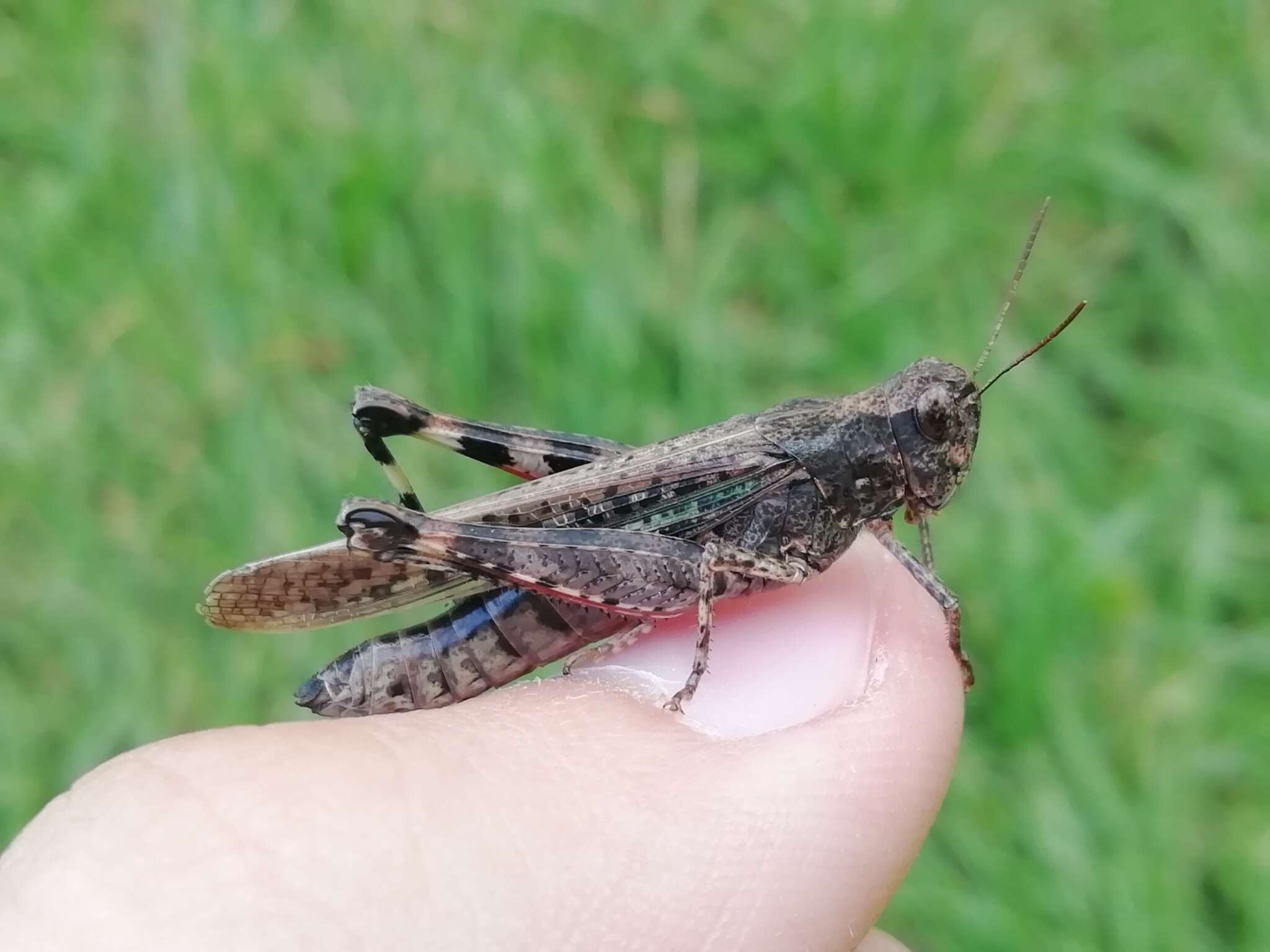 Epacromius pulverulentus (Fischer von Waldheim 1846) resmi