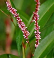 Image of Smooth Smartweed