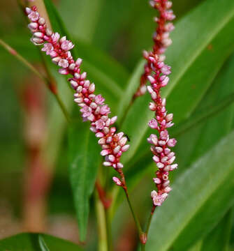 Image de Persicaria glabra (Willd.) Gomez de la Maza