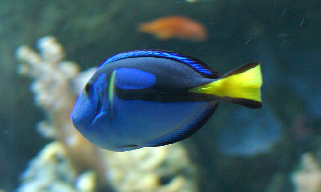 Image of Paracanthurus