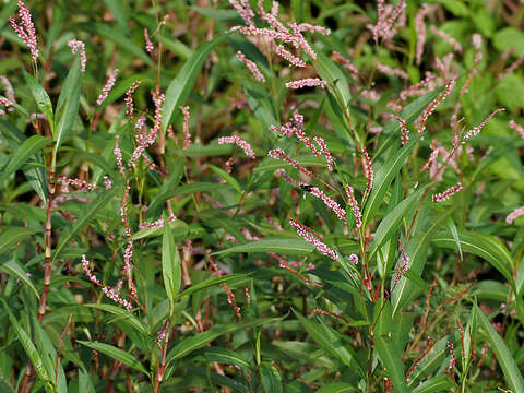 Image de Persicaria glabra (Willd.) Gomez de la Maza