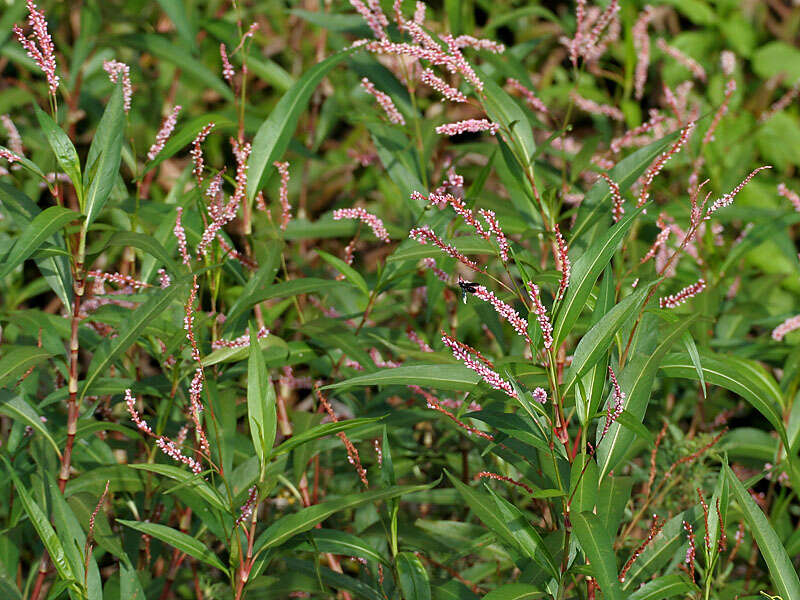 Image of Smooth Smartweed