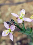 Image of Heliophila digitata L. fil.