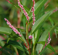 Image of Smooth Smartweed