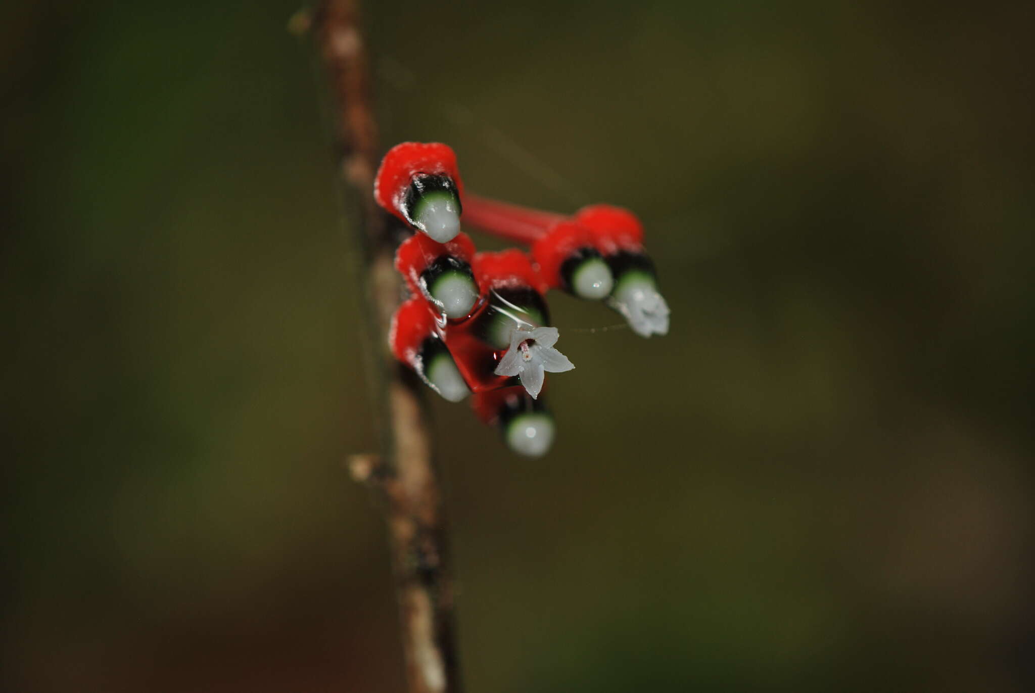 Image of Psammisia caloneura A. C. Sm.