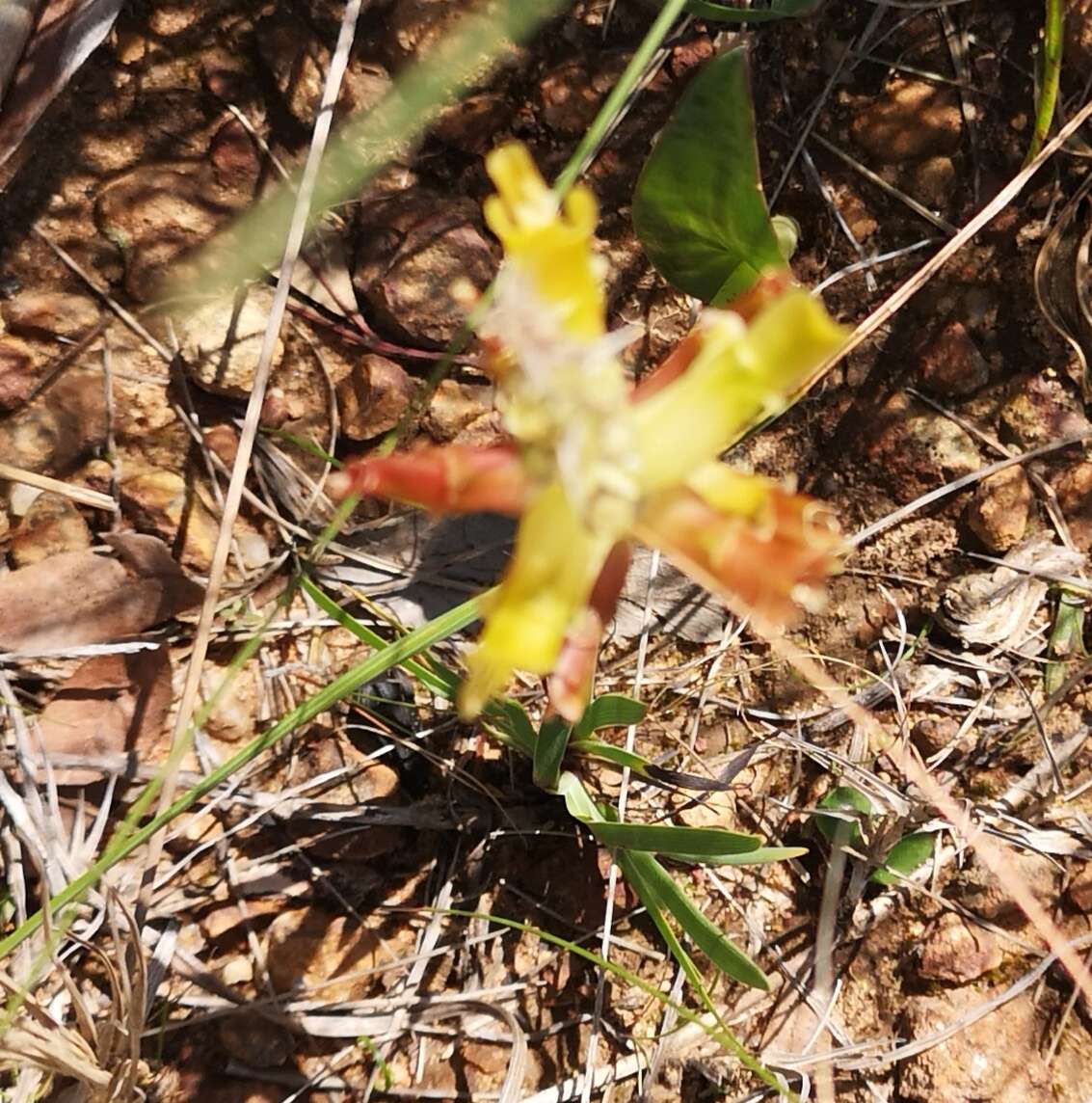 Image of Lachenalia orchioides (L.) Aiton