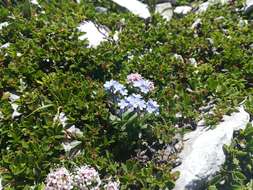 Image of Alpine forget-me-not