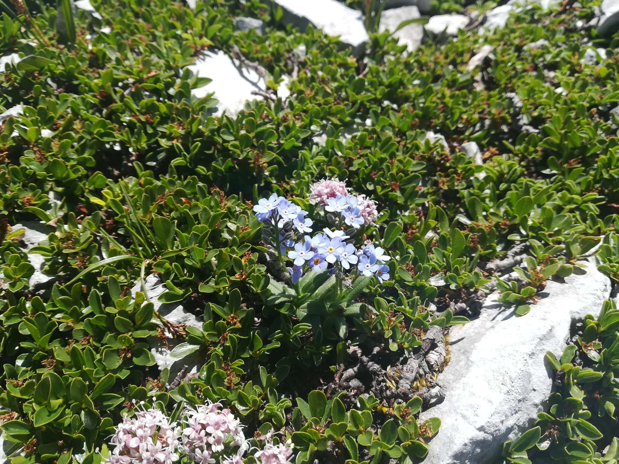 Image of Alpine forget-me-not