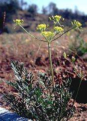 Слика од Lomatium congdonii Coult. & Rose