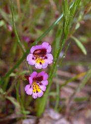 Image of Monkey Flower