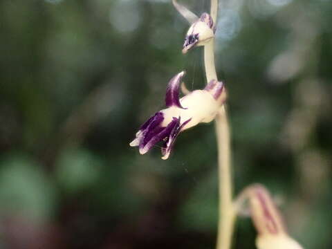 Image of Stereosandra javanica Blume