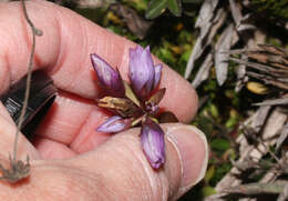 صورة Gentianella rapunculoides (Willd. ex Schultes) J. S. Pringle