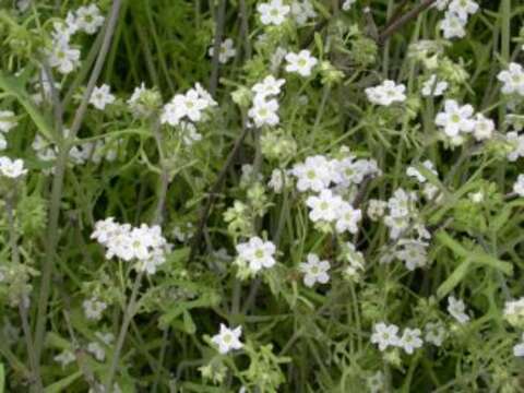 Image de Pholistoma membranaceum (Benth.) Constance