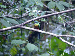 Image of Green-tailed Jacamar