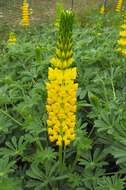 Image of Chick Lupine