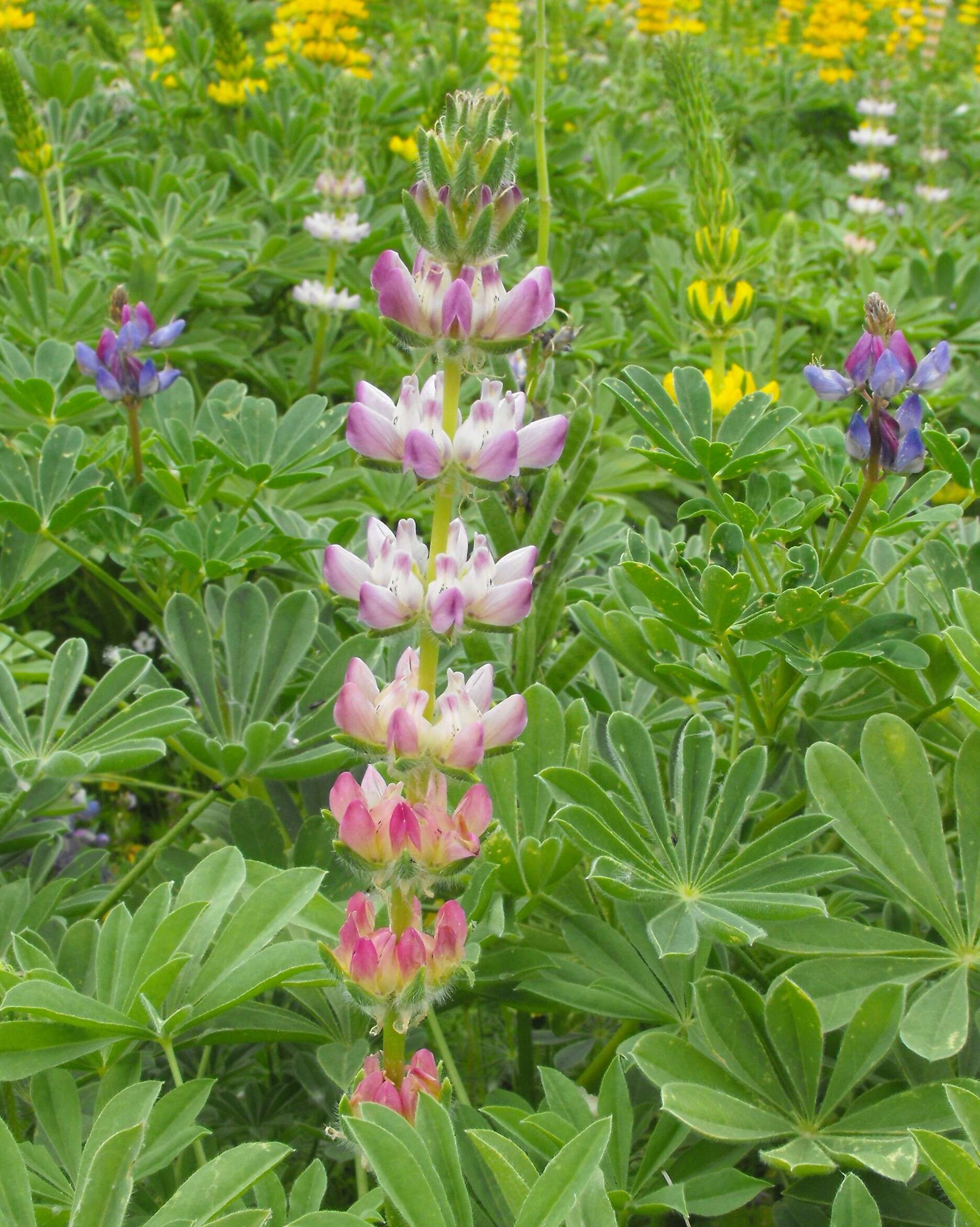 Imagem de Lupinus excubitus M. E. Jones