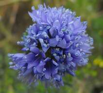 Image of bluehead gilia