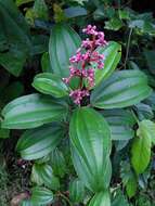 Image of Miconia ciliata (L. Rich.) DC.