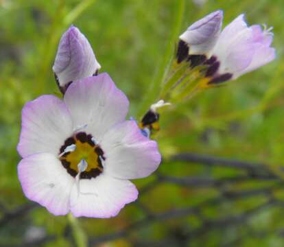 Image of bird's-eye gilia