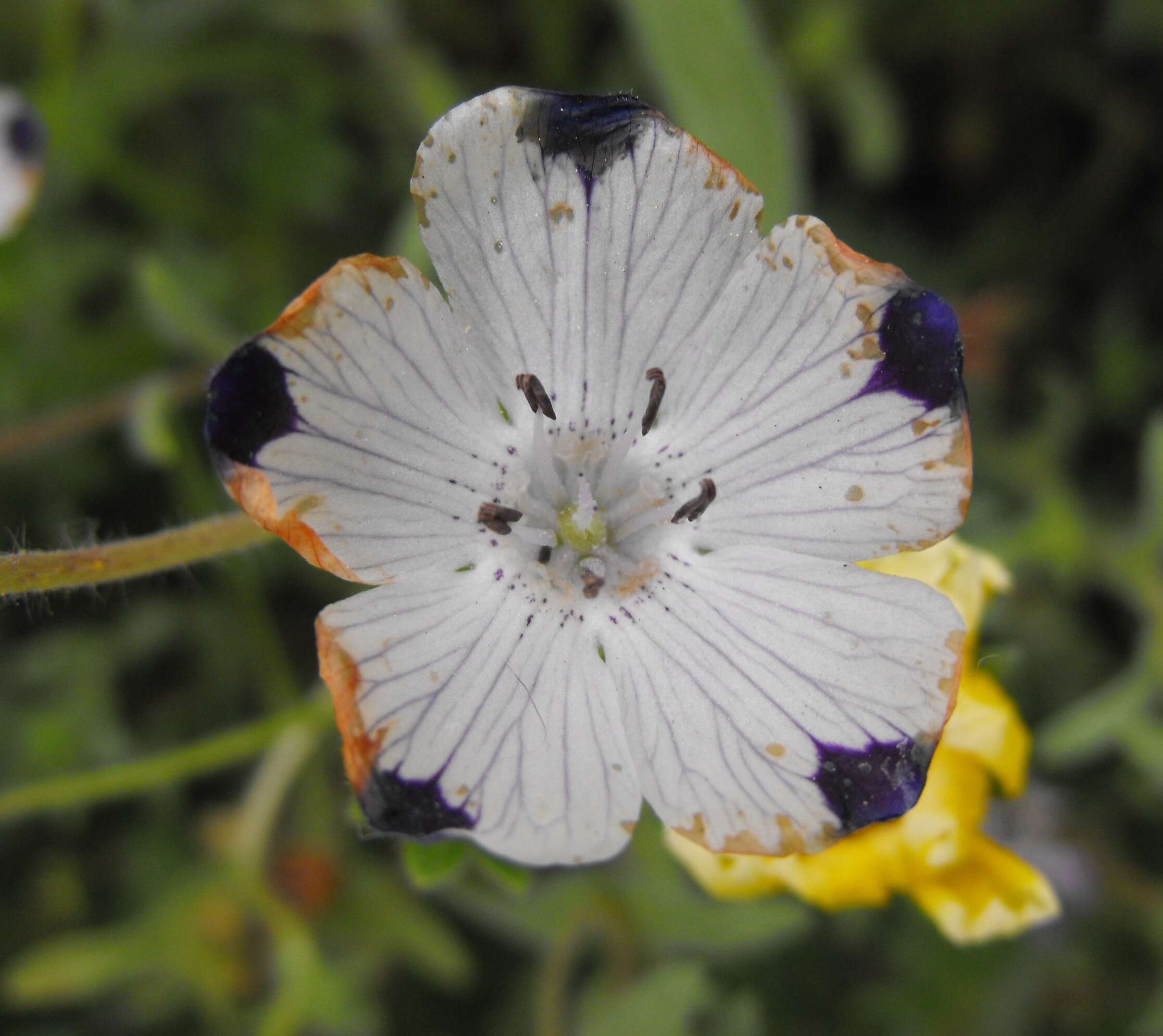 Imagem de Nemophila maculata Benth. ex Lindl.