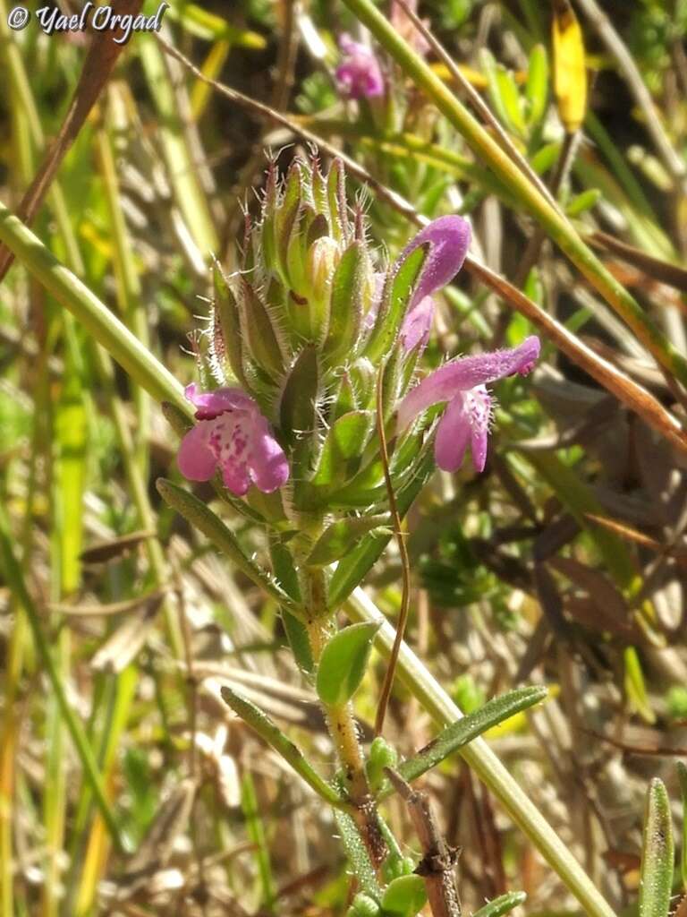 Image of Thymbra spicata L.