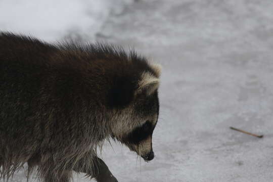 Canine morbillivirus resmi