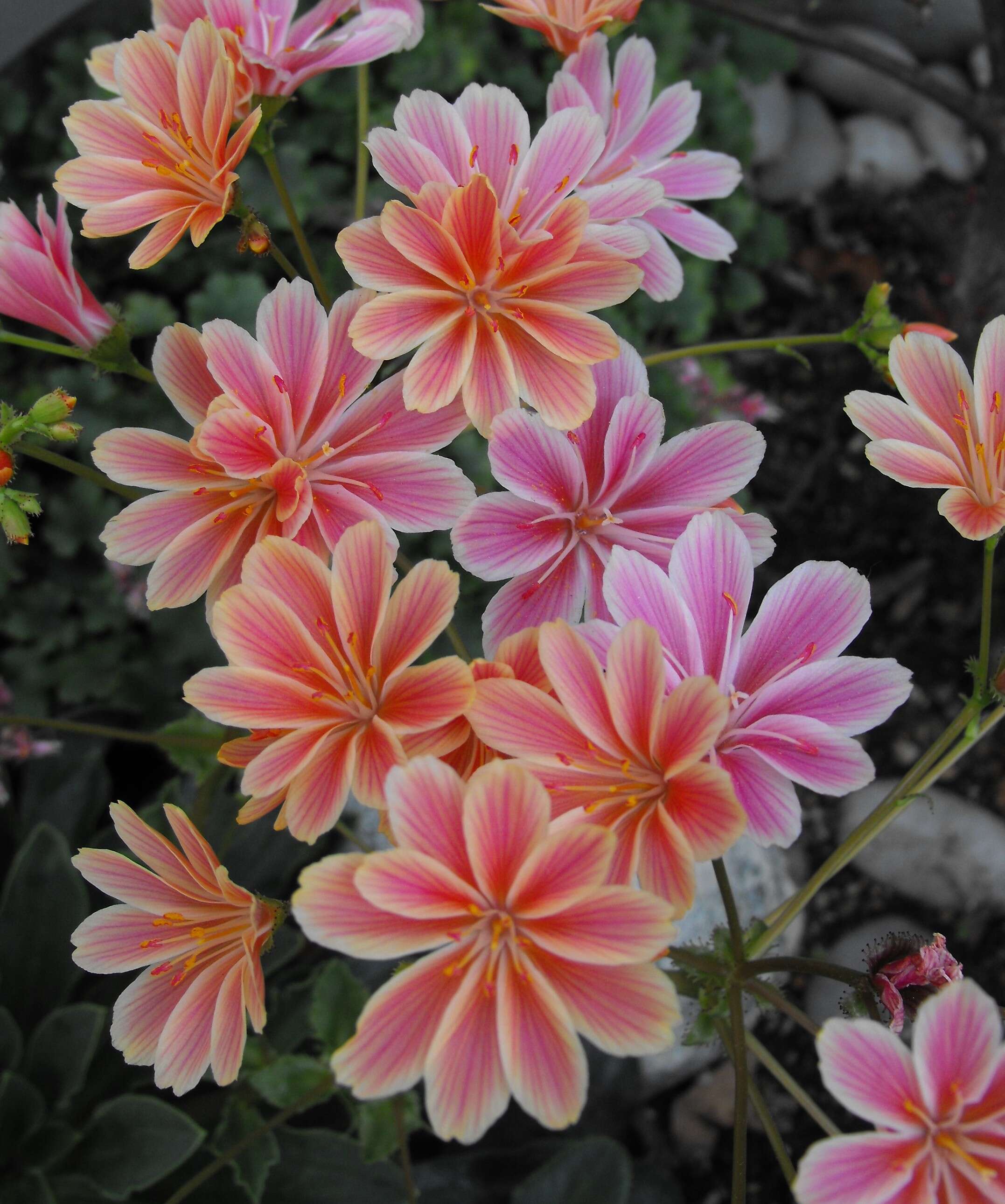 Image of Siskiyou lewisia