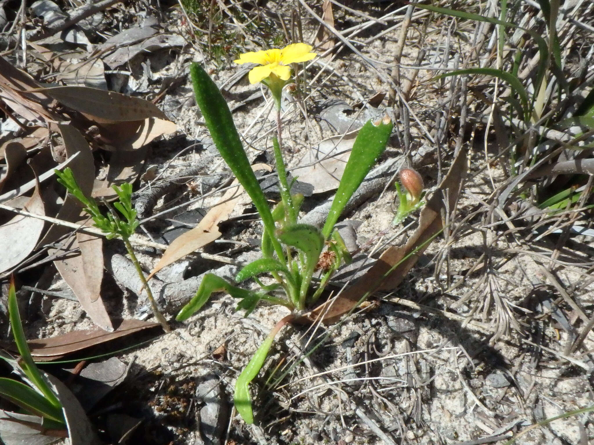 Imagem de Goodenia geniculata R. Br.