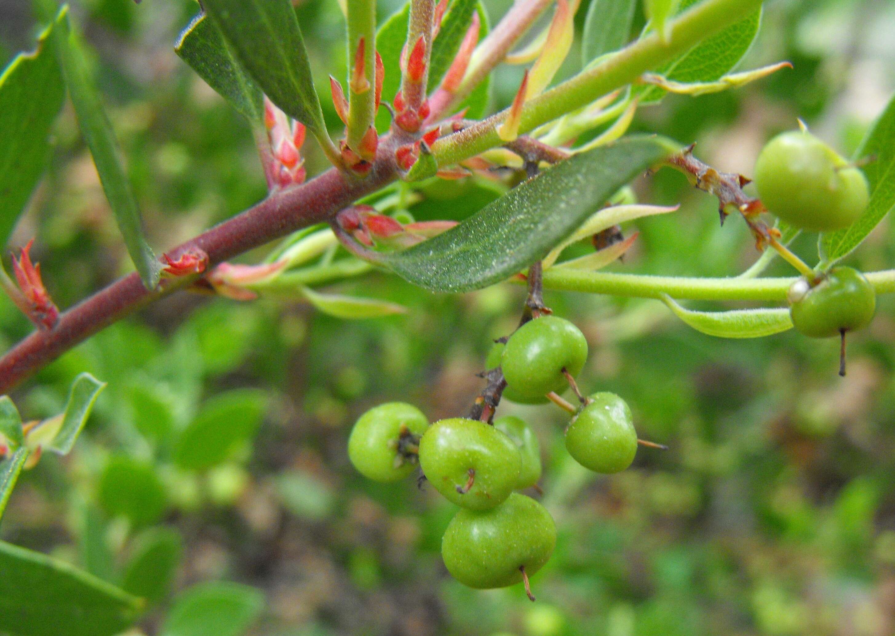 Image of Stanford's manzanita