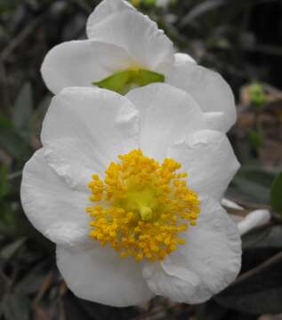 Image of tree anemone