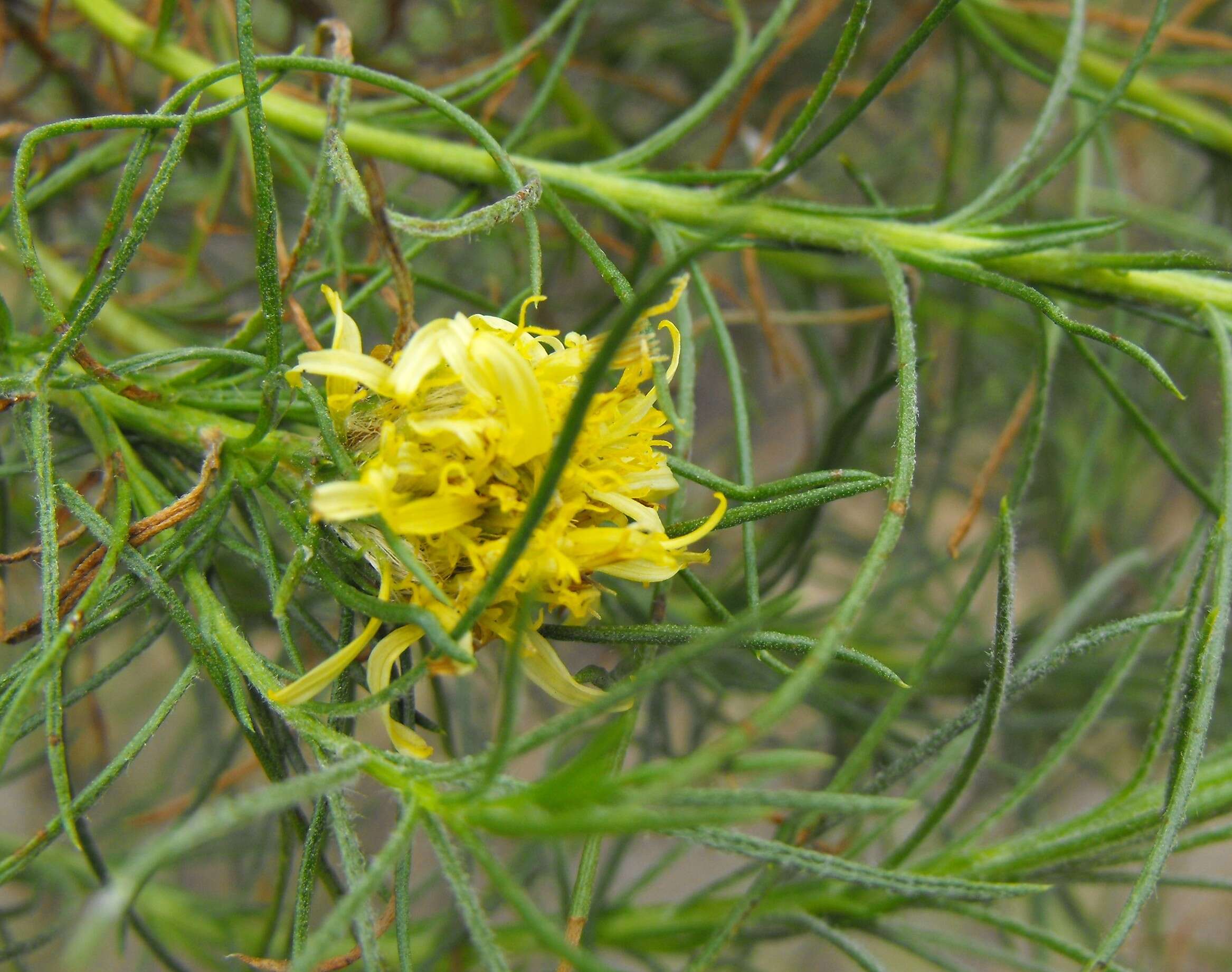 Image of pinebush