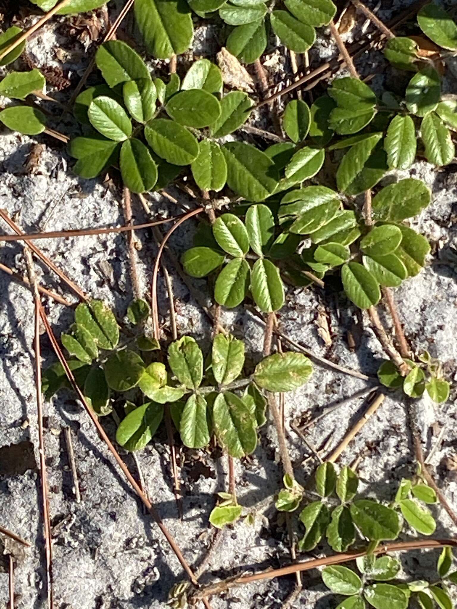 Image of scurf hoarypea