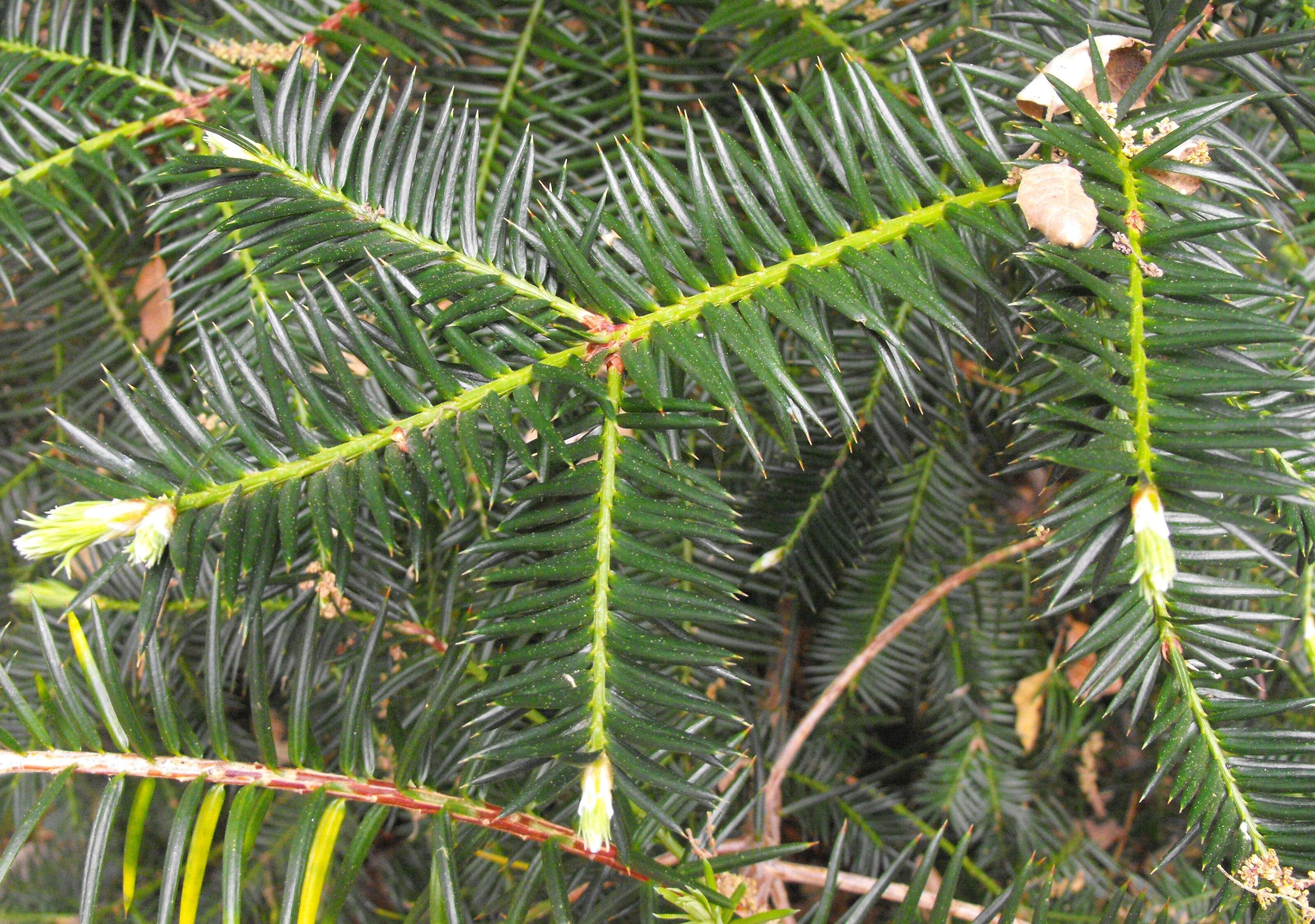 Image of California Nutmeg