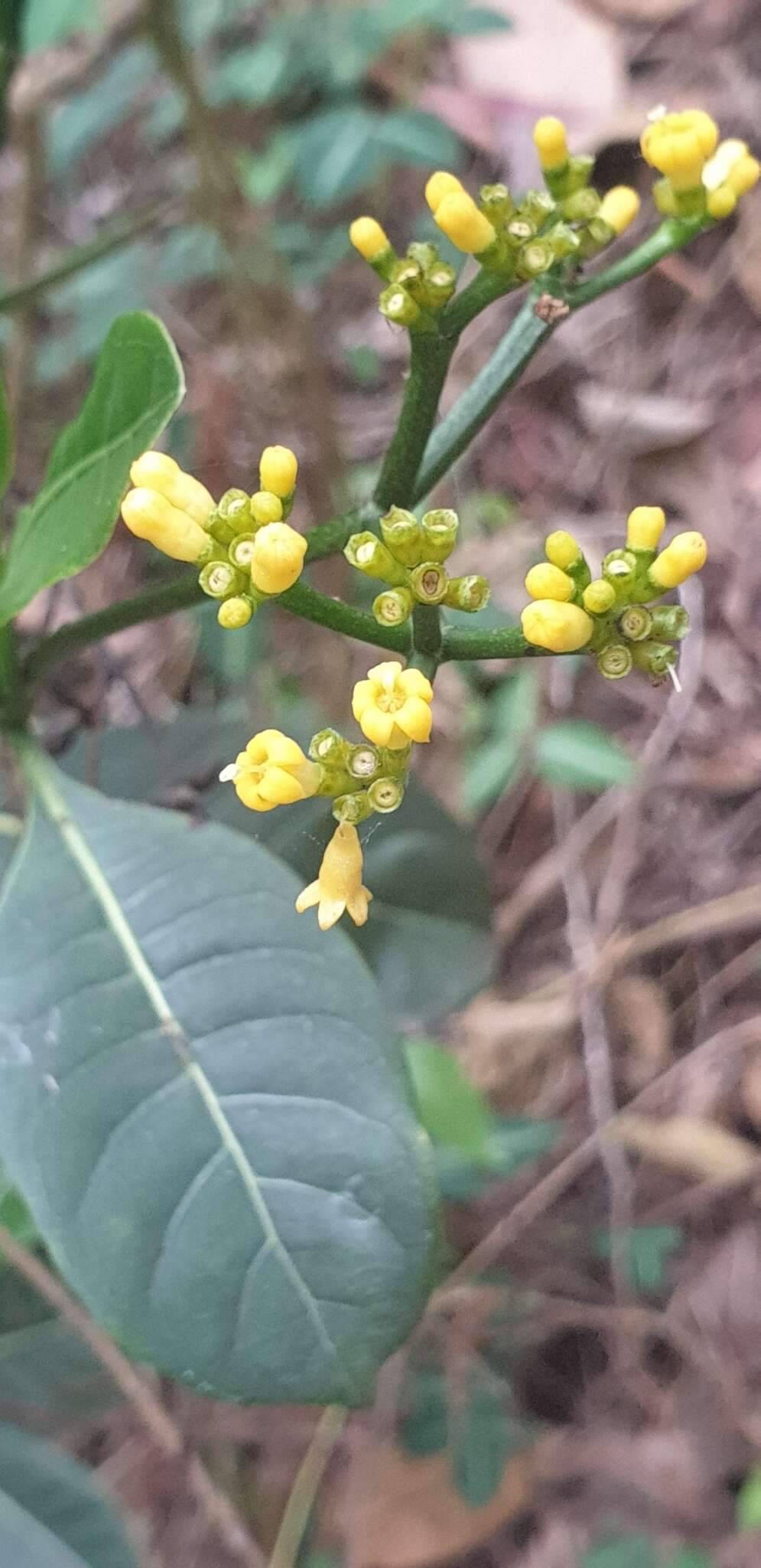 Image of Psychotria parkeri Baker