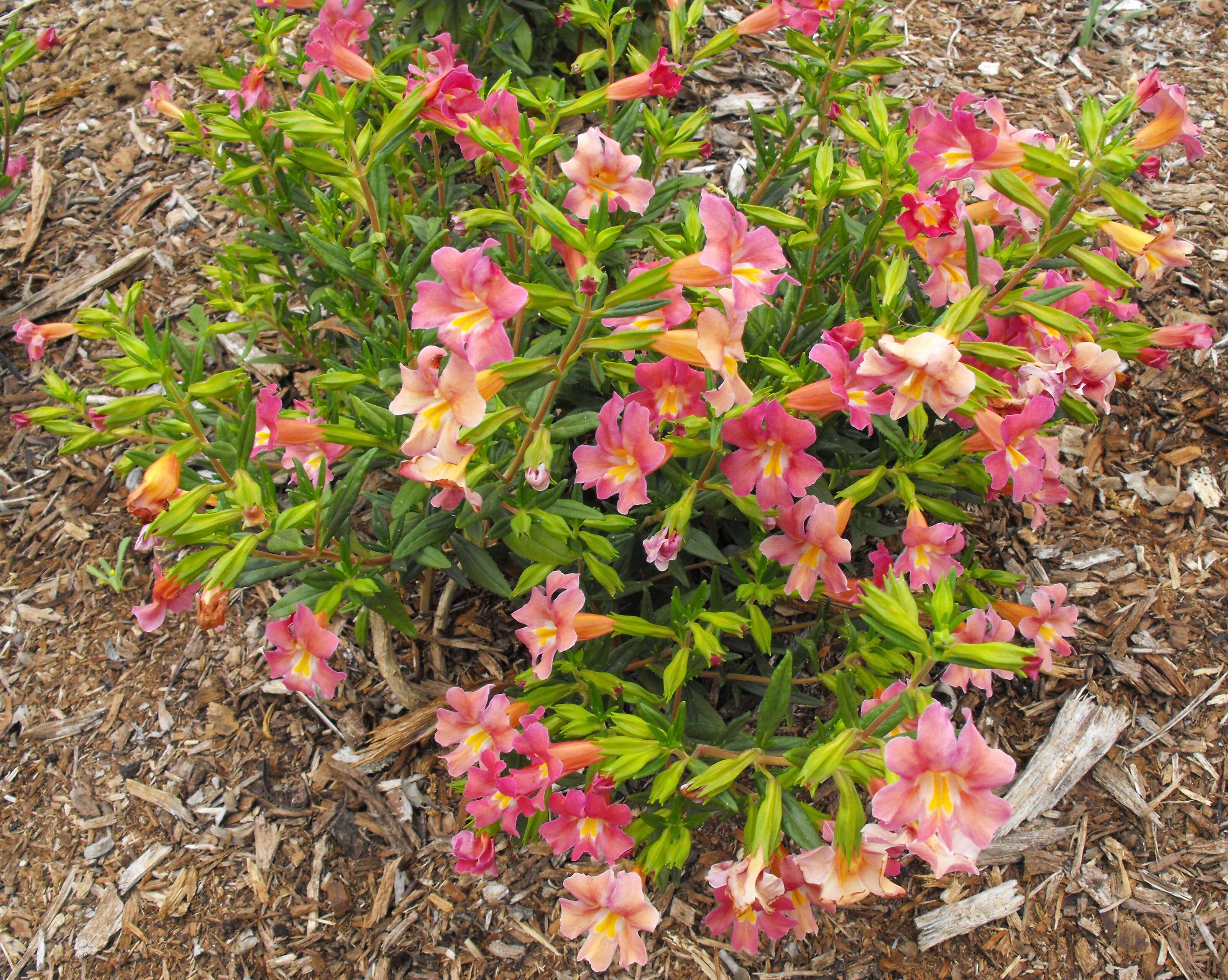 Plancia ëd Mimulus