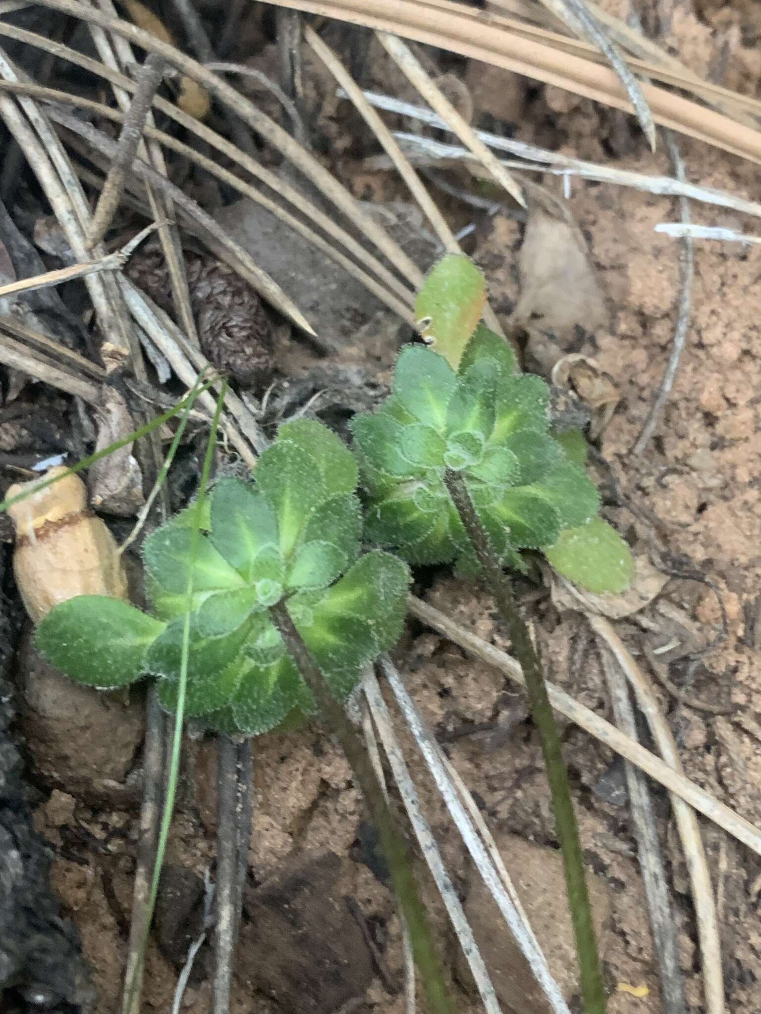 Image de Draba zionensis C. L. Hitchc.