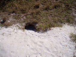 Image of (Florida) Gopher Tortoise