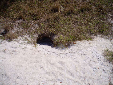 Image of (Florida) Gopher Tortoise